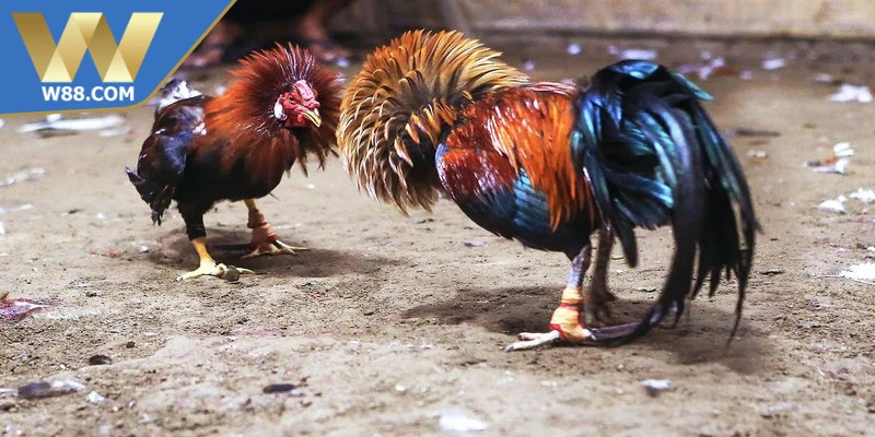 Các Thuật Ngữ Trong Đá Gà Quan Trọng Kê Thủ Cần Biết 4 Các thuật ngữ trong đá gà giúp người chơi nhanh chóng hiểu rõ cách chơi