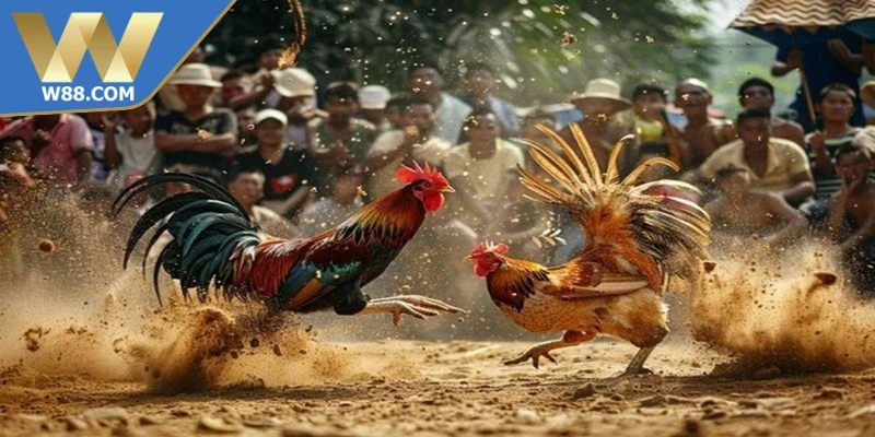 Cách Tăng Cường Sức Mạnh Cho Chọi Kê Bền Bỉ, Hiệu Quả 6 Cách tăng cường sức mạnh cho chọi kê để ý dinh dưỡng